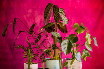 Obraz premium Decorative indoor plants with red background