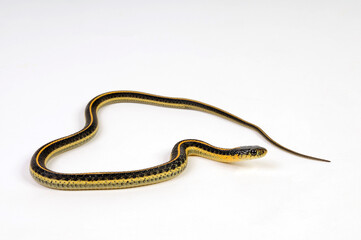 Aquatic garter snake // St. Diabolo Strumpfbandnatter (Thamnophis atratus zaxanthus)