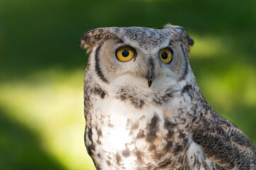 great horned owl or bubo virginianus against green