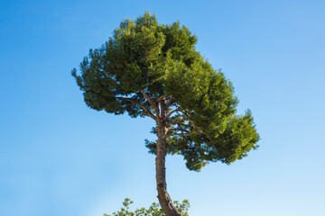 Detail of the frond of an evergreen tree that stands out against the blue sky 