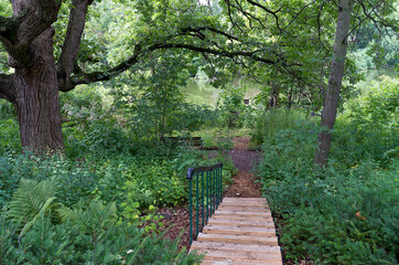 Fototapeta premium burr oak or quercus macrocarpa backyard and stairs