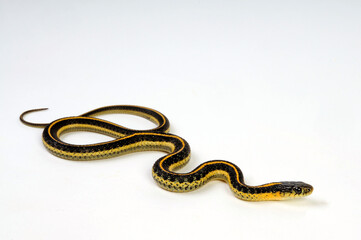 Diabolo Strumpfbandnatter // Aquatic garter snake (Thamnophis atratus zaxanthus)
