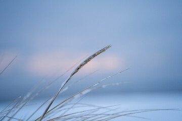 grass in the wind