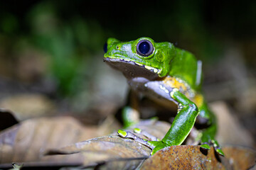 Grüner Frosch im bolivianischen Regenwald