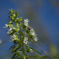 Flora of Gran Canaria - Echium decaisnei, white bugloss endemic to Canary Islands natural macro floral background

