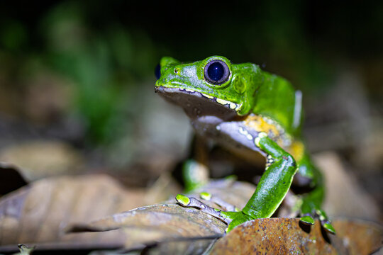 Gr&uuml;ner Frosch im bolivianischen Regenwald