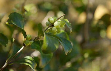 Flora of Gran Canaria -  Maytenus canariensis, forming fruit, macro floral background

