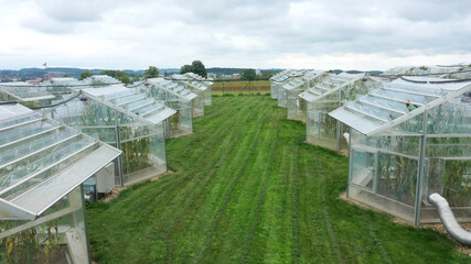Station greenhouse science research open top chambers climate change, corn maize Zea mays ear,...