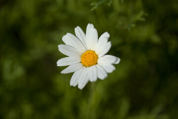 Fototapeta premium Flora of Gran Canaria - Argyranthemum, marguerite daisy endemic to the Canary Islands 