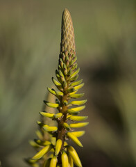 Flowering Aloe vera, the true aloe, commercially significant plant on Canary Islands, 
natural macro floral background