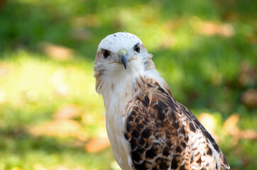 kriders hawk or buteo jamaicensis kriderii isolated against green