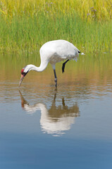 whooping crane or grus americana foraging for food