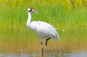 whooping crane or grus americana wading in marsh