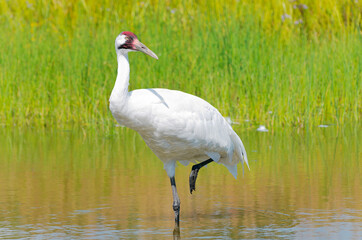 whooping crane or grus americana wading in marsh © Ferrer Photography