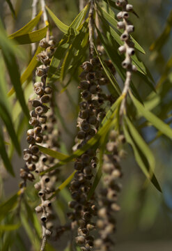 Woody cup-shaped capsules of Melaleuca citrina, the common red bottlebrush natural macro floral background
