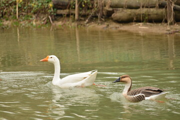 two geese on the lake