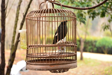 bird in cage