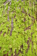 Green moss on the trees