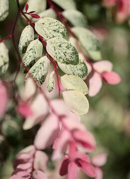 Breynia disticha ornamental bush pink variegated foliage natural floral macro background