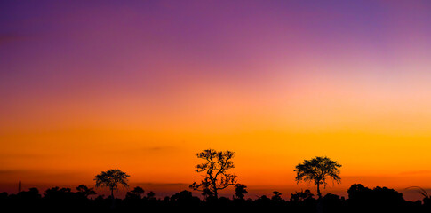 Plakat Amazing sunset and sunrise.Panorama silhouette tree in africa with sunset.Dark tree on open field dramatic sunrise. 