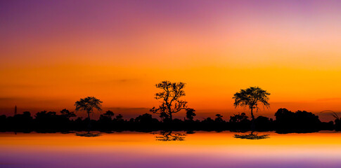 Fototapeta na wymiar Amazing sunset and sunrise.Panorama silhouette tree in africa with sunset.Dark tree on open field dramatic sunrise. 