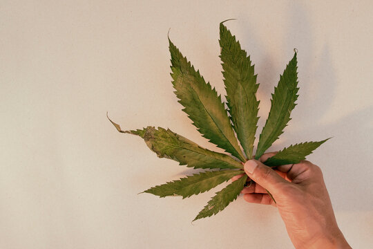 Man hands holding dry marijuana leaf.