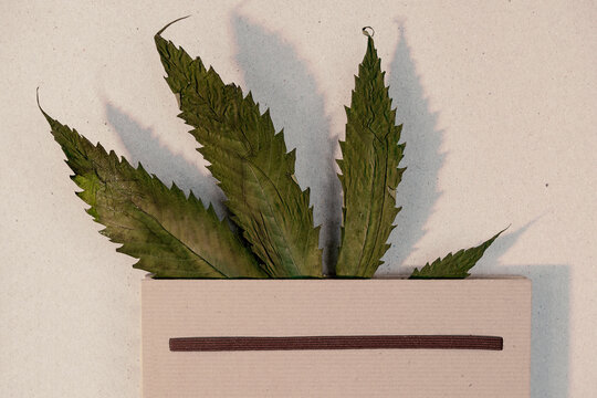 Dry marijuana leaf inside a book.