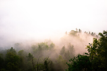Wald mit Nebel Wolken am Morgen zum Sonnenaufgang