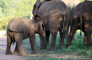 African Elephant calves within a family group : (pix SShukla)