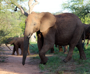 Fototapeta na wymiar African Elephant calves within a family group : (pix SShukla)