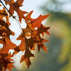 Blätter einer Scharlach-Eiche (Quercus coccinea) mit rötlicher Färbung in einem Park im Herbst