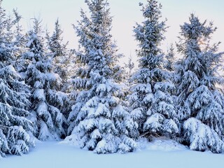 snow covered pine trees