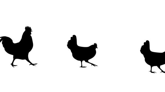 A rooster walking with hens, animation on the white background