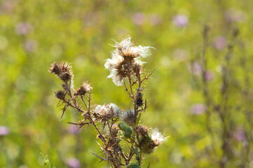 Bull thistle flufy seeds closeup view with green blurred background