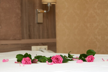 Three beautiful roses are lying on a white bed and with scattered petals. Cozy and romantic atmosphere in the hotel. Beautiful interior in the hotel with telephone and lamp.