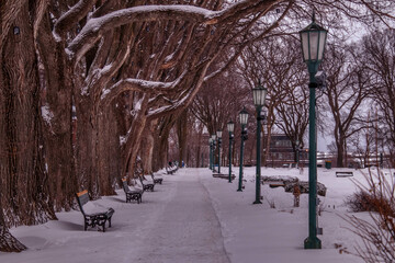 Alley with benches and street lights in a park in winter