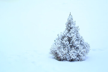 Outdoor shot of a nice little fir tree in thick snow, for the perfect Christmas mood