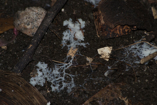 Web-forming gelatinous fungus also known as Slime Mold, Physarum polycephalum white in a dark soil with plant residues.