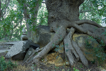 Huge tree grows deep on a rock, clinging to the soil with its large roots. The roots of the tree encircle a large stone entirely. A perennial tree in the thicket of the forest.