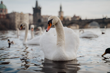 Swans and ducks on a river in Prague © Jaroslav
