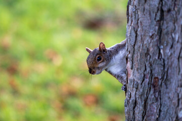 squirrel on a tree