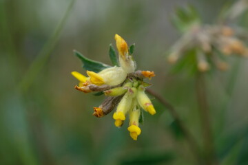 Macro of a Flower