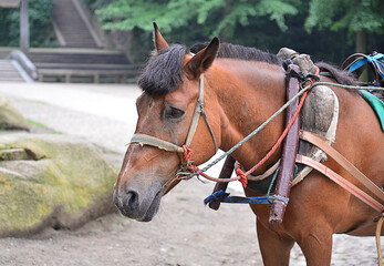Fototapeta premium horse in the stable