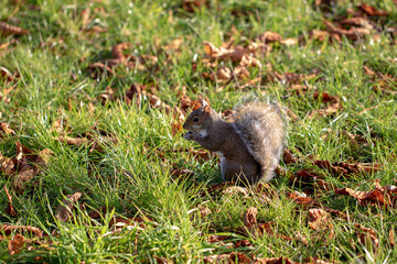 squirrel in the park