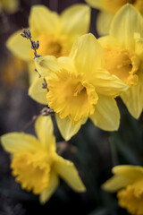 Fototapeta premium Flowering daffodils in spring. Yellow narcissus blossom with soft gentle wood background. 