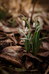 Blooming snowdrops (Galanthus nivalis) are heralds of spring protected with brown leaves. The awakening of nature. 