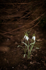 Blooming snowdrops (Galanthus nivalis) are heralds of spring with branches from a bush. The awakening of nature.