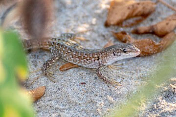 Obraz premium Lizard in the foreground among the shrubs