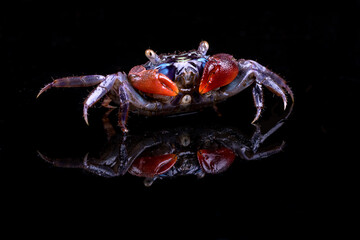 Colorful crab with big claws
