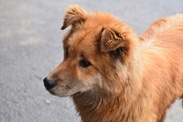 A brown dog in the country outdoors